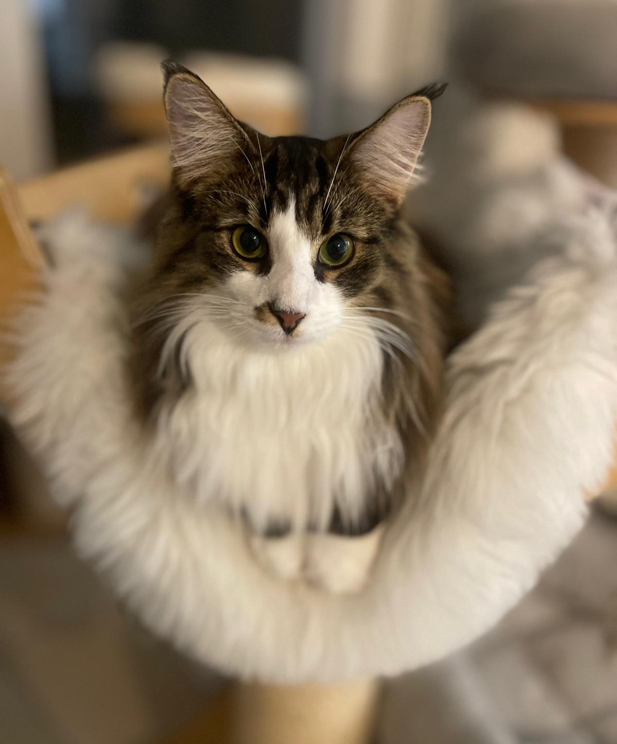 CH. Vivienne von den Haintrollen